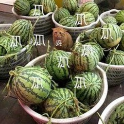 最新热播《乱公伦媳》欧美免费版：免费观看高清剧集的最佳选择