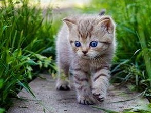 全面解析www.91色😍萝网站官方版下载的现状与特色