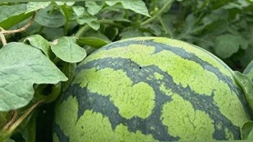 日批视频官方版正版下载：了解最新内容与资源获取途径