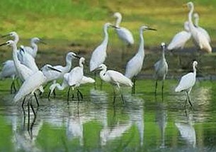探索武汉市最新娱乐资源：91香蕉最新版下载引领潮流