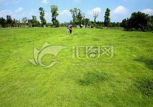探索樱桃视频官方版下载：安全、便捷的选择