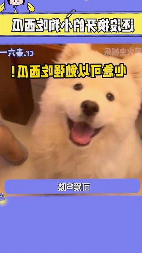从法律纷争到实用工具：x7瓯美x7x7任意噪免费版详解