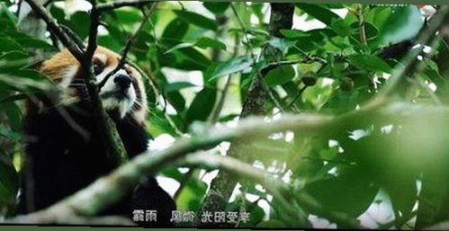 最新发现：昌都市用户热议的撸撸射免费版使用体验