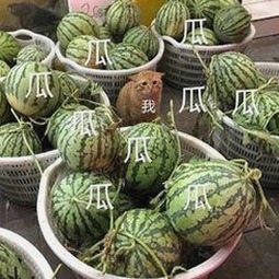 深入了解 www.384888.com网站历史记录查询：保障隐私的利器