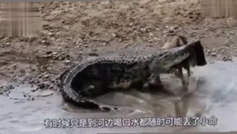 宜宾人物故事：从努力到成功的背后——撸撸射官方版的崛起