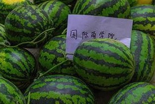 惠州市用户如何获取黄色软件下载免费版？实用指南