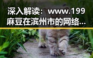 深入解读：www.199麻豆在滨州市的网络文化影响