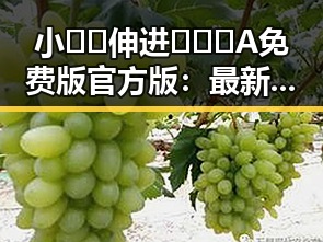 小🐔🐔伸进🈲🔞🔞A免费版官方版：最新动态与背景解析
