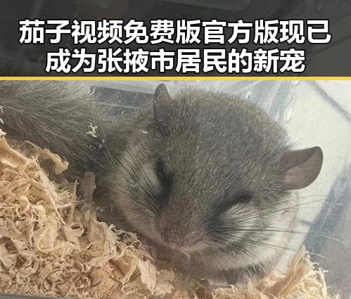 茄子视频免费版官方版现已成为张掖市居民的新宠