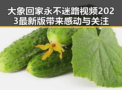 大象回家永不迷路视频2023最新版带来感动与关注