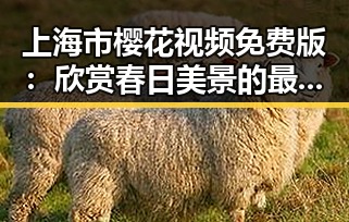 上海市樱花视频免费版:欣赏春日美景的最佳选择