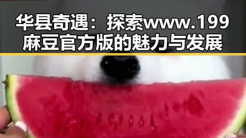 华县奇遇：探索 www.199麻豆官方版的魅力与发展