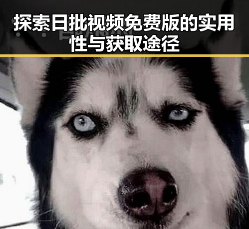 探索日批视频免费版的实用性与获取途径