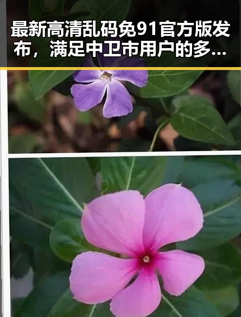 最新高清乱码免91官方版发布，满足中卫市用户的多样需求